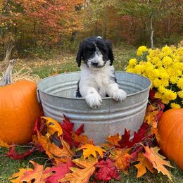 Goldendoodle Puppies from Finger Lakes Premium Goldendoodles