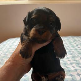 Lime green - Black and tan female Havapoo puppy in Arlington, Washington from Havanese With Love Breeding Co.