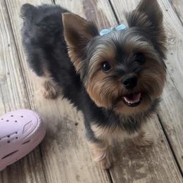 Stormy - Yorkshire Terrier