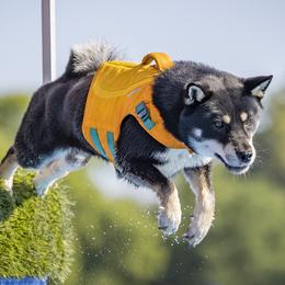 Shikokus from Kiseki No Yama