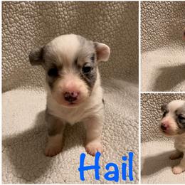 Hail - Blue merle and white male Cardigan Welsh Corgi puppy in Box Elder, South Dakota from BELieve Cardigan Welsh Corgis