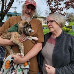 Great Dane Puppies from Phoenix Family Danes