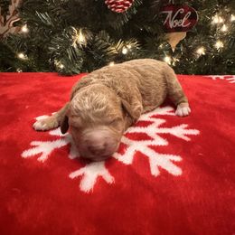Boy 1 - Apricot male Goldendoodle puppy in Bucyrus, Missouri from Hill Top Pomskies