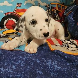 Green - White and black male Dalmatian puppy in Adamstown, Maryland from Sprinkled with Hearts Dalmatians
