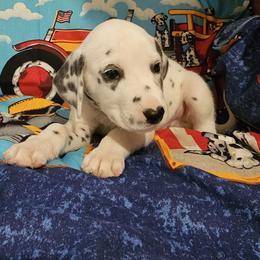 Green - White and black male Dalmatian puppy in Adamstown, Maryland from Sprinkled with Hearts Dalmatians