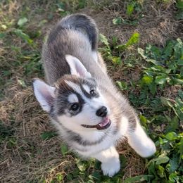 Owl - Black and white male Siberian Husky puppy in Webster City, Iowa from Kaleidoscope Kennels