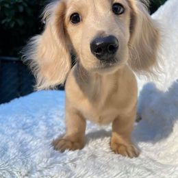 Dachshund Puppies from Sugarbakers Kennel
