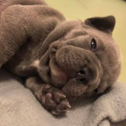 French Bulldogs from B-S Ranch
