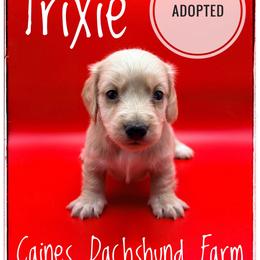 Trixie - Cream female Dachshund puppy in Cincinnati, Ohio from Caines Dachshund Farm