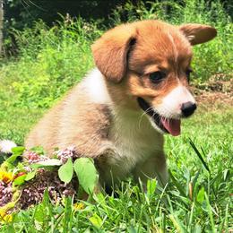 Sybil Ludington - Sable female American Corgi puppy in Gouverneur, New York from St. Lawrence Corgis