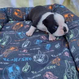 Girl 5) Calliope - Black and white female Boston Terrier puppy in Mesa, Arizona from Lehi Valley Boston Terriers