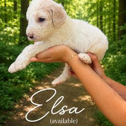 Elsa - White female Poodle puppy in Washington, Pennsylvania from Patriotic Poodles