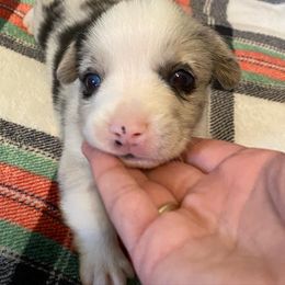 Cardigan Welsh Corgi Puppies from Rockin’ Y Corgis