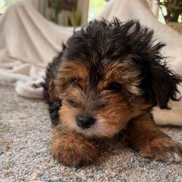 Rocky - Black male Poodle puppy in Greenville, South Carolina from Wendy's House Of Poodles LLC