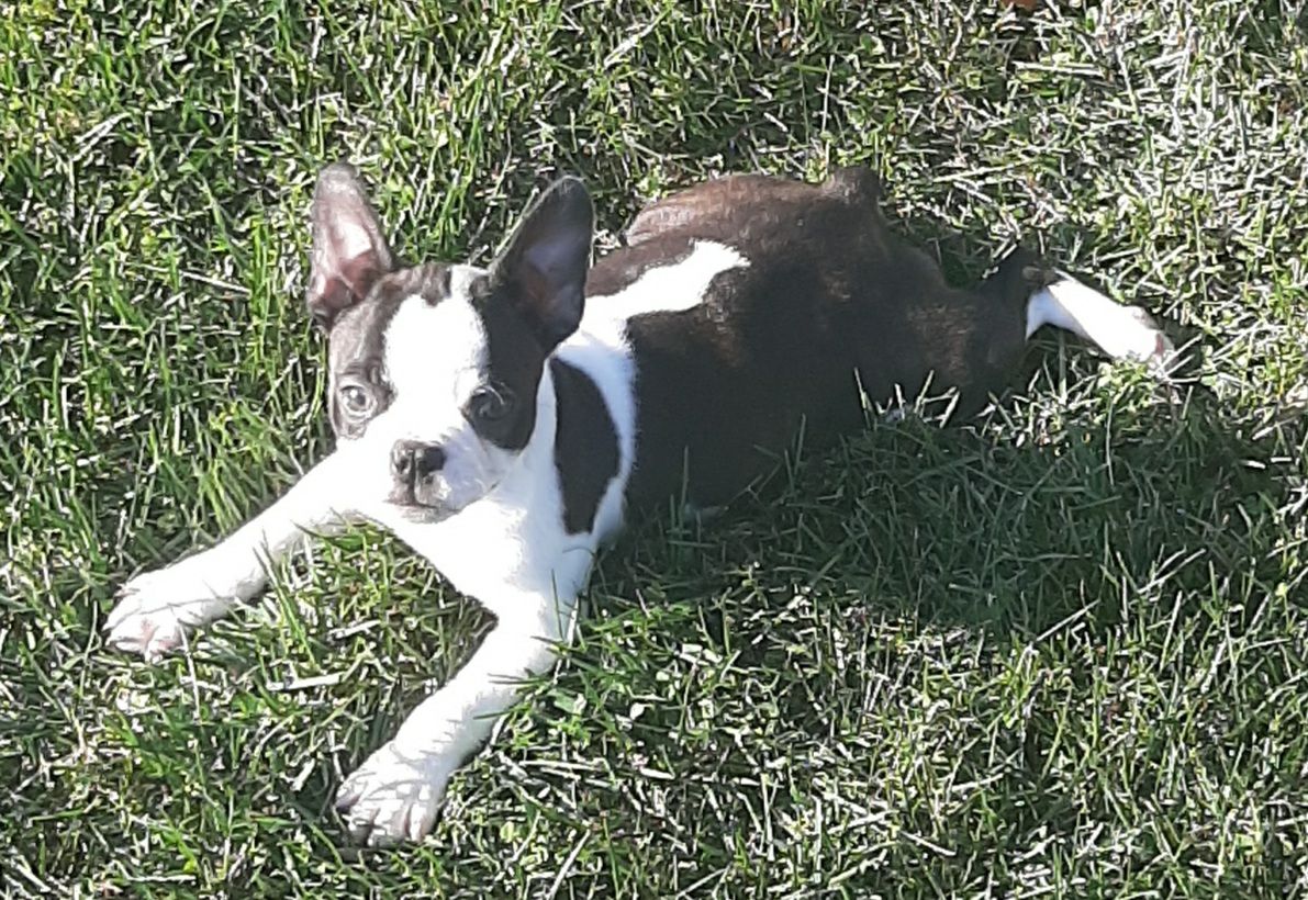 Terri's Boston Terriers in Illinois | Boston Terrier puppies | Good Dog