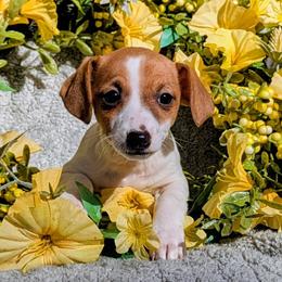 Minnie - White and tan female Russell Terrier puppy in Sandown, New Hampshire from Patch Wood Irish Jacks