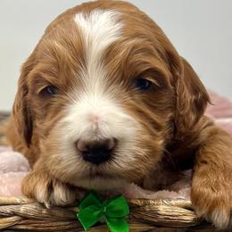 Green Male - Apricot male Goldendoodle puppy in Great Falls, Montana from Montana Goldendoodles