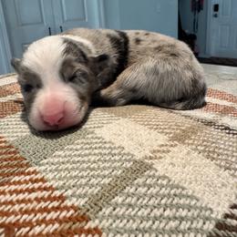 Australian Shepherd and Miniature American Shepherd Puppies from Autumn Fall Aussies