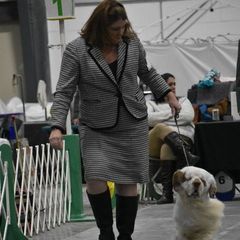 Clumber Spaniel All Grown Up from Casmirclumbers