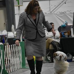 Clumber Spaniel All Grown Up from Casmirclumbers