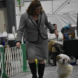 Clumber Spaniel All Grown Up from Casmirclumbers