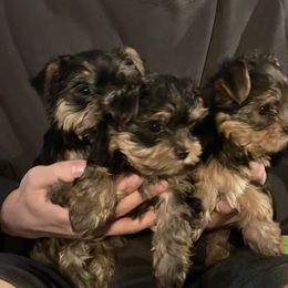 Yorkshire Terrier puppies from LV3M Cane Corso