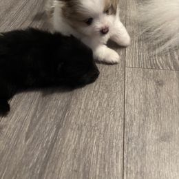 Pomeranian Puppies from Wickedly Cute Puppies