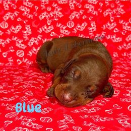 Blue Collar - Red and rust male Doberman Pinscher puppy in Louisville, Kentucky from Ruiz Dobermans