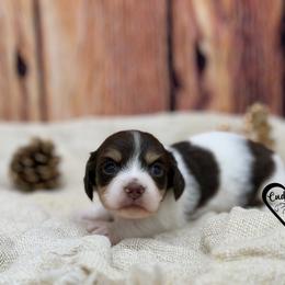 Spot - Piebald male Dachshund puppy in Nashville, Arkansas from Cuddles n Curls