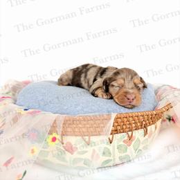 Edin - Dapple female Dachshund puppy in Greenville, North Carolina from The Gorman Farms