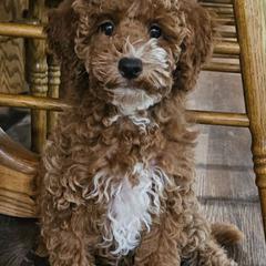 Cavachon Puppies from Liberty Pups