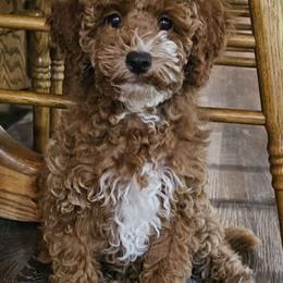 Cavachon Puppies from Liberty Pups