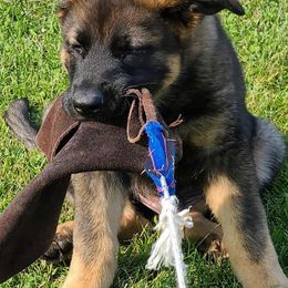 American Bulldogs and German Shepherds from Vom Oma Haus Kennels
