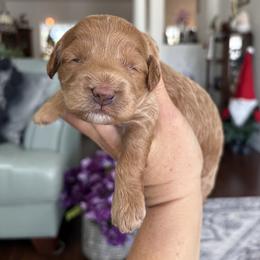 Dasher - Apricot male Goldendoodle puppy in Brooksville, Florida from Abby’s Standard Goldendoodles