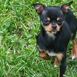 Chihuahuas from Kks pups