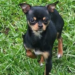 Chihuahuas from Kks pups