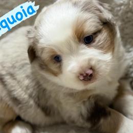 Sequoia - Red merle male Miniature Australian Shepherd puppy in South Central, Pennsylvania from Windy Hills Mini Aussies & Doodles