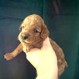 Girl 1 Red Mini AKC - Apricot female Poodle puppy in Lees Summit, Missouri from Divine K9s LLC