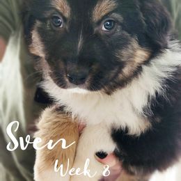 Australian Shepherd Puppies from NK Ranch Australian Shepherds