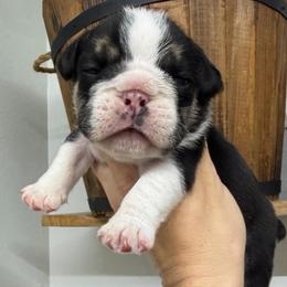 Ms Lena ( runt) - Black tri-color female Bulldog puppy in Seattle, Washington from mama Myra bulldogs