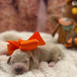 Comet - Cream female Goldendoodle puppy in The Woodlands, Texas from Gracie's Goldendoodles and Bernedoodles