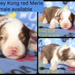 Donkey Kong - Red merle male Australian Shepherd puppy in Squaw Valley, California from A&M Australian Shepherds