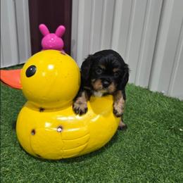 Deverra - Black and tan female Cavalier King Charles Spaniel puppy in Neosho, Missouri from Pups on the Ridge