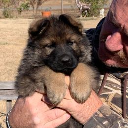 Olof - Sable German Shepherd puppy in Linwood, North Carolina from Johnson K9s
