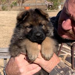 Olof - Sable German Shepherd puppy in Linwood, North Carolina from Johnson K9s