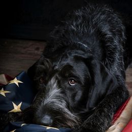 German Wirehaired Pointer All Grown Up from WyoWires German Wirehaired Pointers
