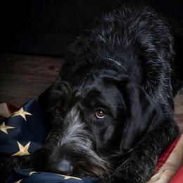German Wirehaired Pointer All Grown Up from WyoWires German Wirehaired Pointers