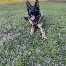 Asta - German Shepherd