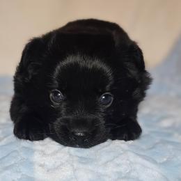 Blackberry - Black & white male Miniature Australian Shepherd puppy in Owensboro, Kentucky from JnT's Bluegrass Mini Aussies