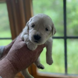 Goldendoodle Puppies from Island Doodles of Maine